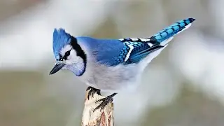 10 самых красивых соек в мире
