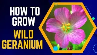 How to Grow the Beautiful Wild Geranium in Your Garden
