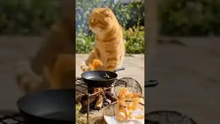 Orange Cat Cooking: Shrimp and Egg Stir-Fry
