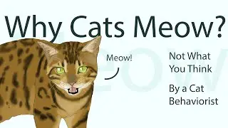 Why Cats Meow?
