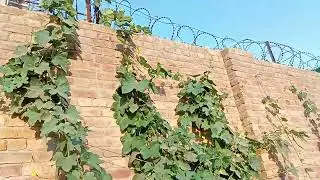 Best crops to grow in January and February |Profitable farming | Vegetable farming in Pakistan 2024