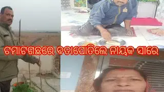 ଟମାଟଗଛରେ ବତାପୋତିଲେ ନାୟକ ସାରେ