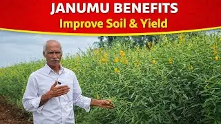 Janumu Benefits | Soil Extraction & Yield Increase Without Chemical Fertilizers #Janumu #GreenMan...