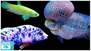 Where Do YOU Draw The LINE? GMO vs Hybrid vs Selectively Breeding Fish!