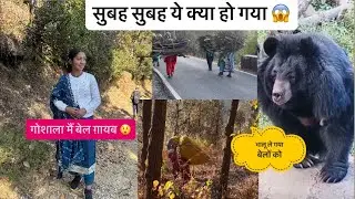 सुबह सुबह गोशाला से बेल गायब 😱 कहा गए भालू ले गया 😲@beerarwtvlogs 