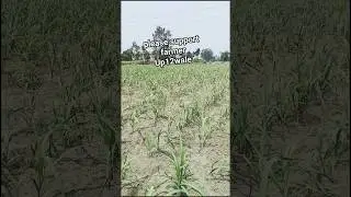 please support farmer . #support #farming #farmer #kisan #subscribe #youtubeshorts