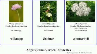 Angiospermae, orden Dipsacales montana angiosperms Laurb&aelig;rkrossved sommerhyll Vivendel Vendelrot