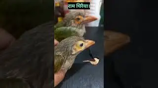 Ram Sparrow.#ram #sparrow #birds #birdcare #shorts #viral 😍😃🤔🙏🙏