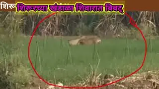 Leopard Attack :