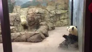 Giant Panda cub Bei Bei returns to public display