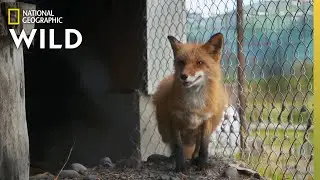 Meet Foxes Jade and Storm | Alaska Animal Rescue
