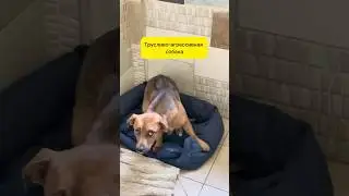 Трусливо-агрессивная собака 💔