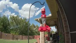 Hummingbird Slow Motion - GoPro 7 Black 240 fps