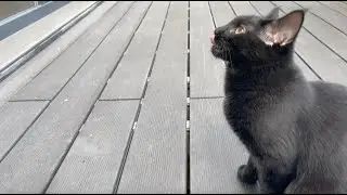Cat Mia passionately catching bugs on the terrace