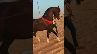 Famous Stallion Badal !! #marwarihorse #marwaristallion #horselover #marwaribreed