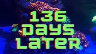 Reef Tank Update: Zoa Garden (GONIPORA??)