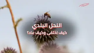 كيف اختفى النحل البلدي في الأردن؟ وكيف عاد؟