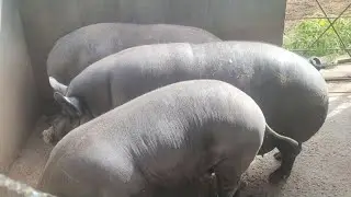 Porco caipira caruncho criado só no sorgo muido