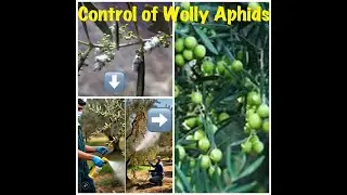 How to Controll Wolly Aphid/Psyllids on Olive Tree?زیتون پر وولی ایفیڈ کا حملہ اور اس کا سدِباب