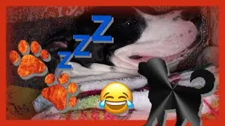 #SNORING ASMR PIT BULL
