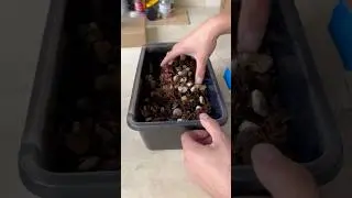 Isopod Breeding Boxes #isopods