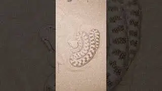 This venomous horned viper slithers sideways, at top speeds of 18MPH 🤯 🐍
