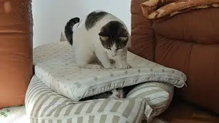 Hide & Seek – Cat Edition 😹
