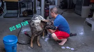 THE GREAT FLEA SCARE - German Shepherd Natural Prevention Method