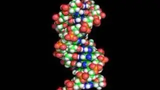 B Form DNA