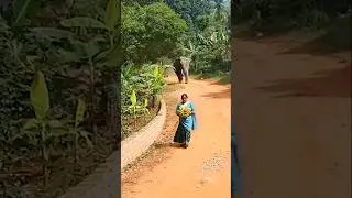 elephant funny shorts #viral shorts #surprising#viral video #viral reel#trending shorts