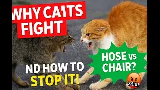 Petchrip-Why Cats Fight and How to Stop Them Safely 🐾 | Cat Behavior Explained