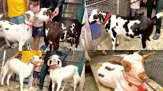 Bakra eid 2023 ke Abdullah bhai ke bakre | Medium range goat lott | Lucknow uttar pradesh