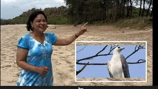 Birds of Goa Sea Eagle Arti Kulkarni Shekru stories 