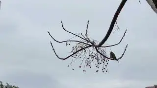念念觀自在