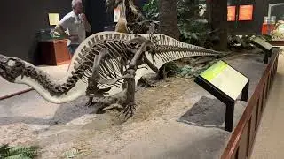 Amazing Display At The Museum Of The Rockies