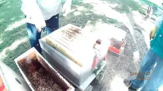 Hiving Feral Bees