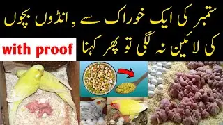 Breeding season breeding formula for all birds by Mujeeb birds breeding