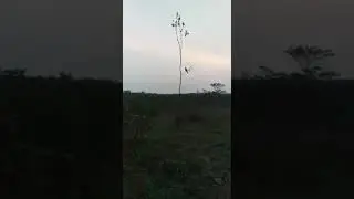 Pikat kutilang romi kincay