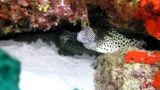 Diving with Laluz Optics L800 & Canon S100 underwater housing WP-DC43