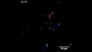 ACS Nano : Atomically Precise Arrays of Fluorescent Silver Clusters: A Modular Approach for Metal...