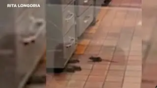 Woman records video of rats running around Taco Cabana location in Leon Valley