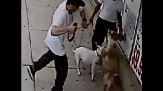 Man chokes and beats dog with a belt in Staten Island