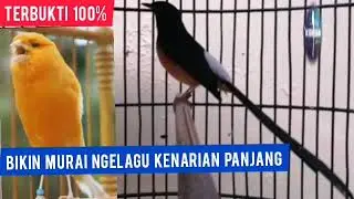 Masteran Ini Terbukti Bikin Murai Ngeroll Kenarian Super Panjang #3DMURAI 2021