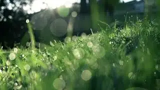 Green Grass Field - Free Stock Footage - 1080p HD