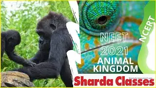 #AnimalKingdom Revision Through #NCERT | Most Probable Questions in NEET 2021 | Sharda Classes, Nagp