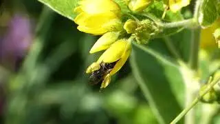 Macropis Europaea♀  suivi 2019  (Melittidae-Hymenoptera) Et la fleur de Lysimaque