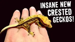 INSANE NEW CRESTED GECKOS AND A SPECIAL RARE GECKO!