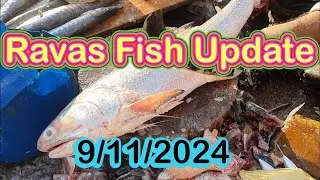 Fish Video | Sea Salmon Fish update | Karachi fishery Market on 9th November 2024
