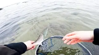 KUSTFISKE efter HAVS&Ouml;RING - Kort eftermiddagspass & Nytt bete