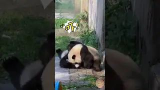 The naughty panda cub keeps up to mischief by its mother's side. #panda #cute #funny